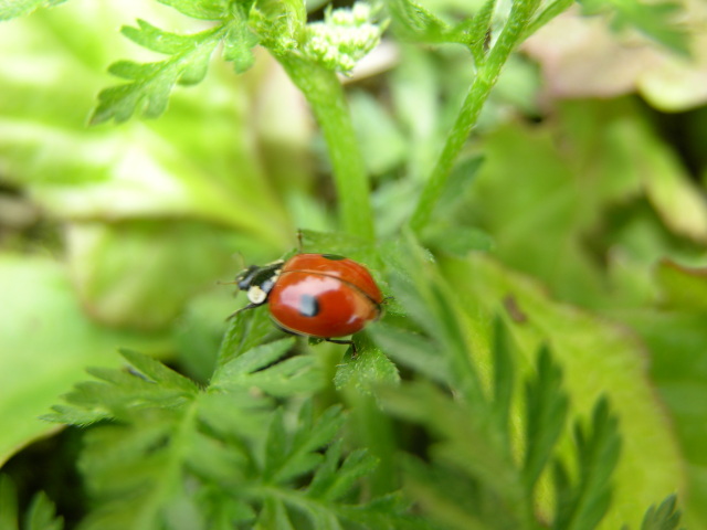 Galleria di insetti in volo